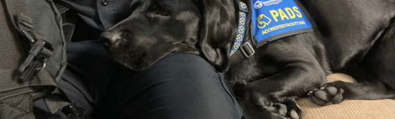 VPD’s Accredited Facility Dogs Support Employee Mental Health